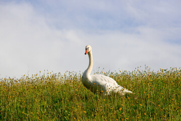 Adult swan on a meadow on front of cloudy sky