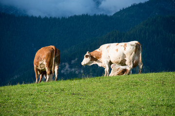 rural scene in autumn with cows on a meadow in front of a dark forest