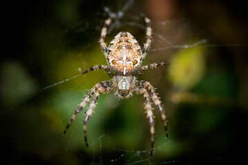 close up view of a cross spider -  Araneus diadematus - in its cobweb.