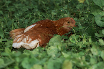 The Baby Rhode Island cock is rest in garden at thailand