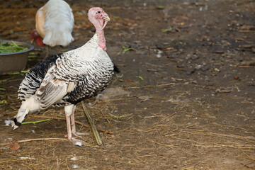 White Turkey is stand up  and rest in garden at thailand