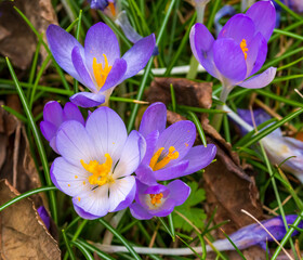 Krokusse  l&auml;uten den Fr&uuml;hling ein