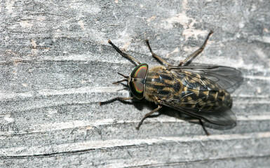pale giant horsefly - Tabanus bovinus