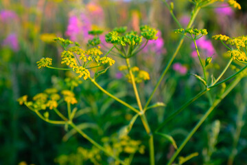 Summer meadow, selective focus . Natural grass field background for design or project. Summer meadowland texture for publication, poster, screensaver, wallpaper, postcard, banner, cover