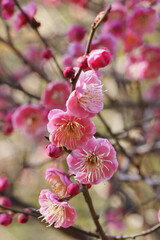 早春の公園に咲く梅の花