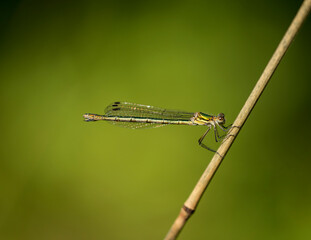 close up view of a damselfly in natural environment
