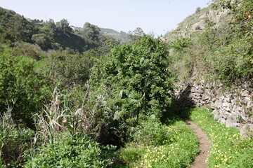 Lorbeerwald auf Gran Canaria bei Firgas