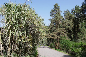 Schilf, Kiefern und Wanderweg im Naturpark Azuaje auf Gran Canaria
