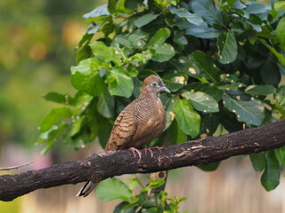 red tailed hawk