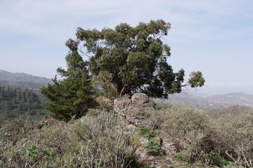 Kiefer und Eukalyptusbaum auf Gran Canaria