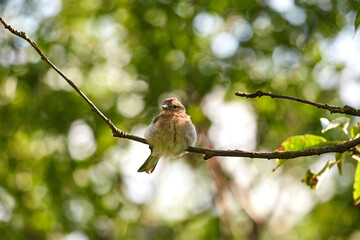 female finch sitting on a branch