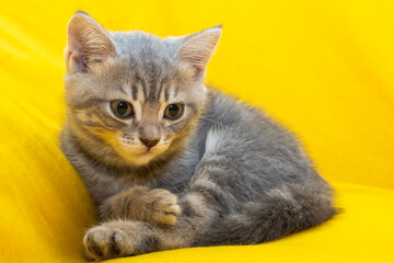 A small gray kitten lying on a yellow blanket. Domestic small kitten on a yellow background, close-up. Concept of adorable little pets