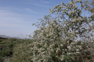 Weiß blühender Ginster auf Gran Canaria