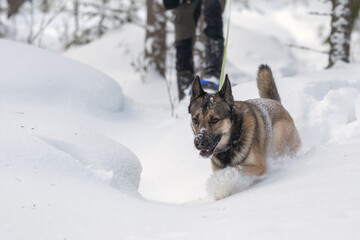 Man with his east siberian laika snowshoeing in deep snow