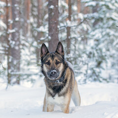 Young east siberian laika running in deep snow