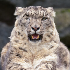 Snow leopard or ounce (Panthera uncia) portrait. Beautiful big cat from the Himalayas, isolated against a dark background.