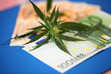 Euro banknotes and marijuana herb, medical marijuana, cannabis bud with euro banknotes close up