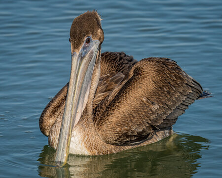 Brown Pelican