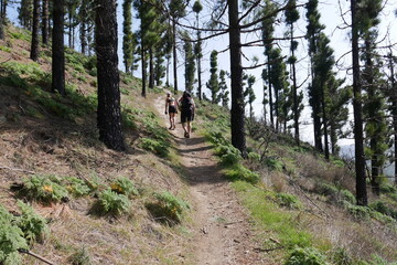 Wanderweg im Kiefernwald auf Gran Canaria