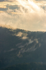 Fototapeta premium Wald im Nebel