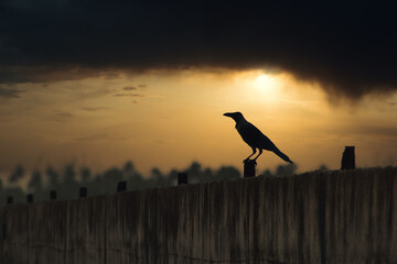 Crow Silhouette at Beach on sunset.