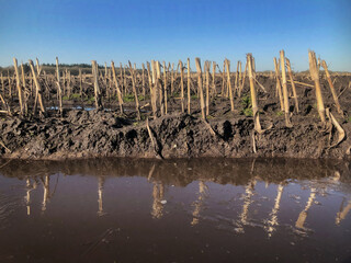 Water at the cornfields in winter at Uffelter Es. Uffelte Drenthe Netherlands. Cornstems in winter. Flooding.