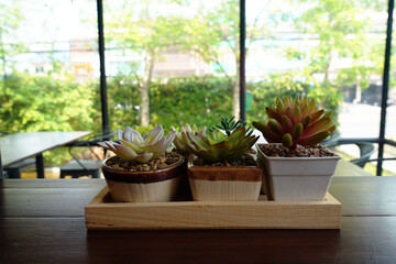 Beautiful stone  roses planted in ceramic pots.                          