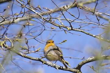 Rouge-gorge au parc de Bréquigny