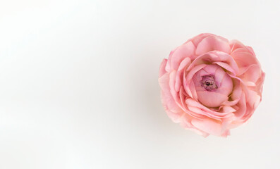 Fototapeta na wymiar Beautiful spring pink tender flower bud on white background with empty copy space.