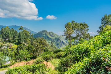 Fototapeta na wymiar Ella gap, the view of the mountains and little adam peak. with tea plantation, Sri Lanka