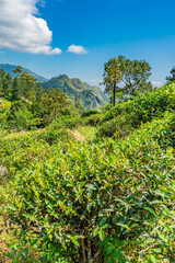 Fototapeta na wymiar Ella gap, the view of the mountains and little adam peak. with tea plantation, vertical