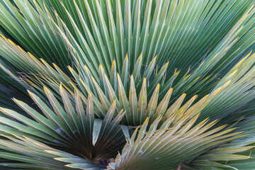 Abstract green palm leaf background in garden. Natural outdoor tree background