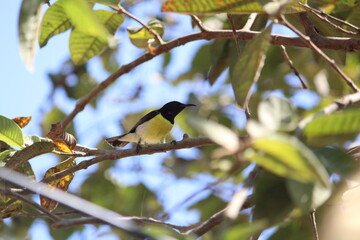Bird on plant of branch,bird on plant yellow bird