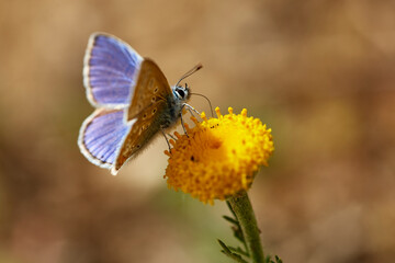 Icaro6 (Serie Mariposas Ibéricas)