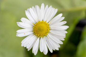 the daisy (Bellis perennis) flower © Danny