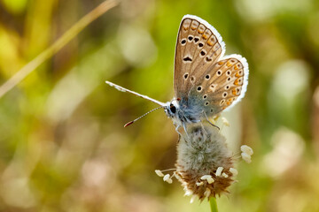 Icaro4 (Serie Mariposas Ibéricas)