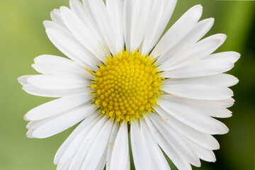 the daisy (Bellis perennis) flower © Danny