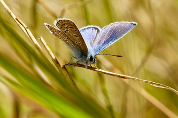 Icaro3 (Serie Mariposas Ibéricas)