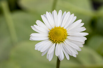the daisy (Bellis perennis) flower © Danny