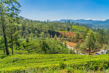 Fototapeta na wymiar Tea plantation in up country near Nuwara Eliya, Sri Lanka background blue sky
