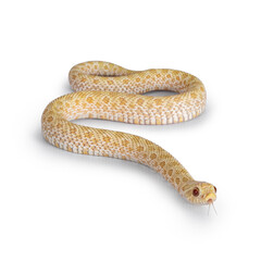 Top view shot of Young albino hognose snake moving side ways. Isolated on a white background. Tongue out.