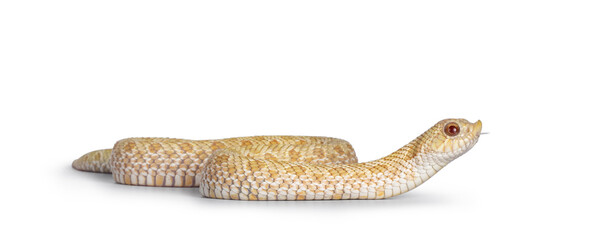 Side view of young albino hognose snake moving side ways. Isolated on a white background. Tongue...
