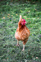 A brown hen walks outdoors in the yard in sunny weather.