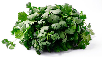 Bunch of fresh green cilantro isolated on white