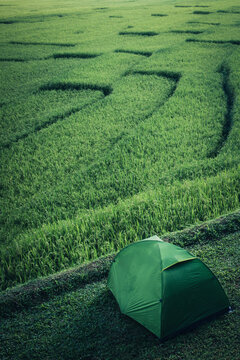 Green camping tent with Beautiful sunruse scene of rice paddies field at Ban Mae Klang Luang, Doi Inthanon National Park,Chiang Mai,Thailand.