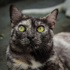 Colorful Cat Paying Attention to the Trees 