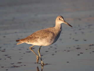 Seevogel am Strand