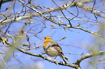 Un rouge-gorge au parc de Bréquigny