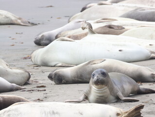 Seeelefanten am Strand