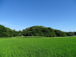 夏の農村風景